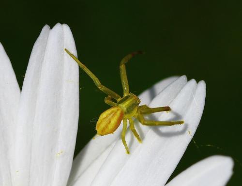 Réf. 232 269 : Runcinia grammica